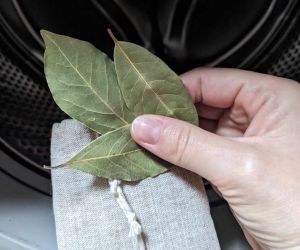 liść laurowy - domowy wybielacz do prania