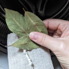 liść laurowy - domowy wybielacz do prania
